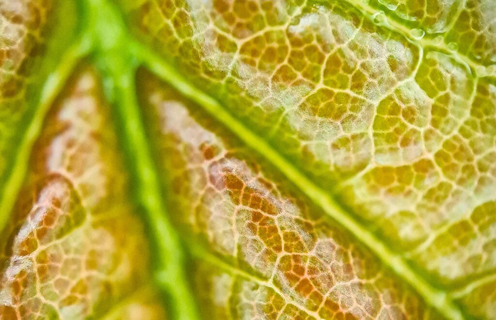 Leaf through a microscope
