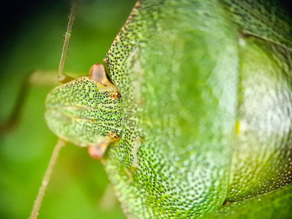 Shield bug - photographed during on a unique nature experience and walk