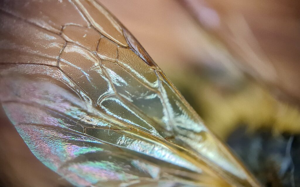 Wing through a microscope