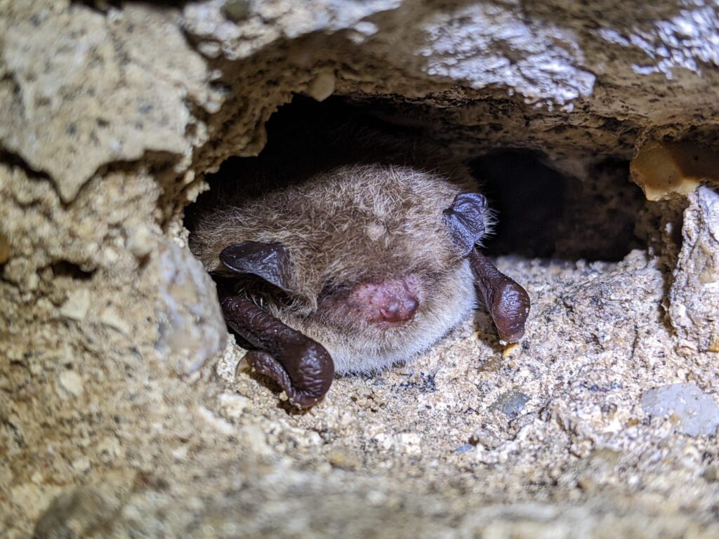 Bat Walk with Norfolk & Norwich Bat Group