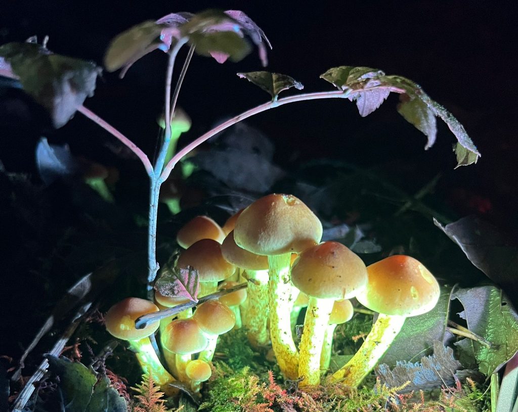 Fairy-like fungi - a unique nature experience
