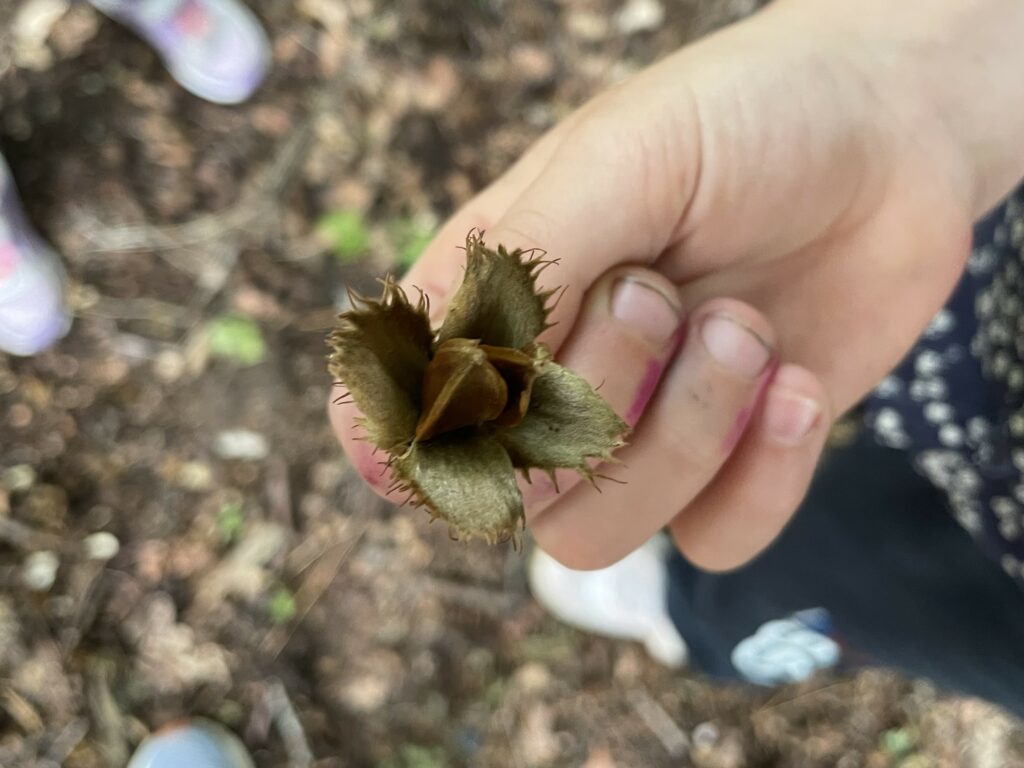 Wild Family Woodland Play