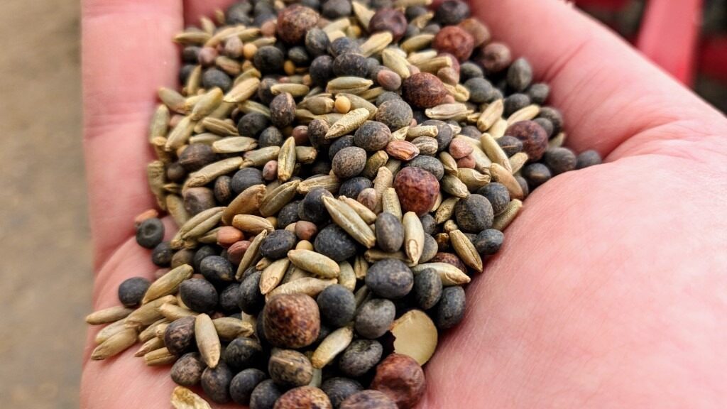 A handful of seeds