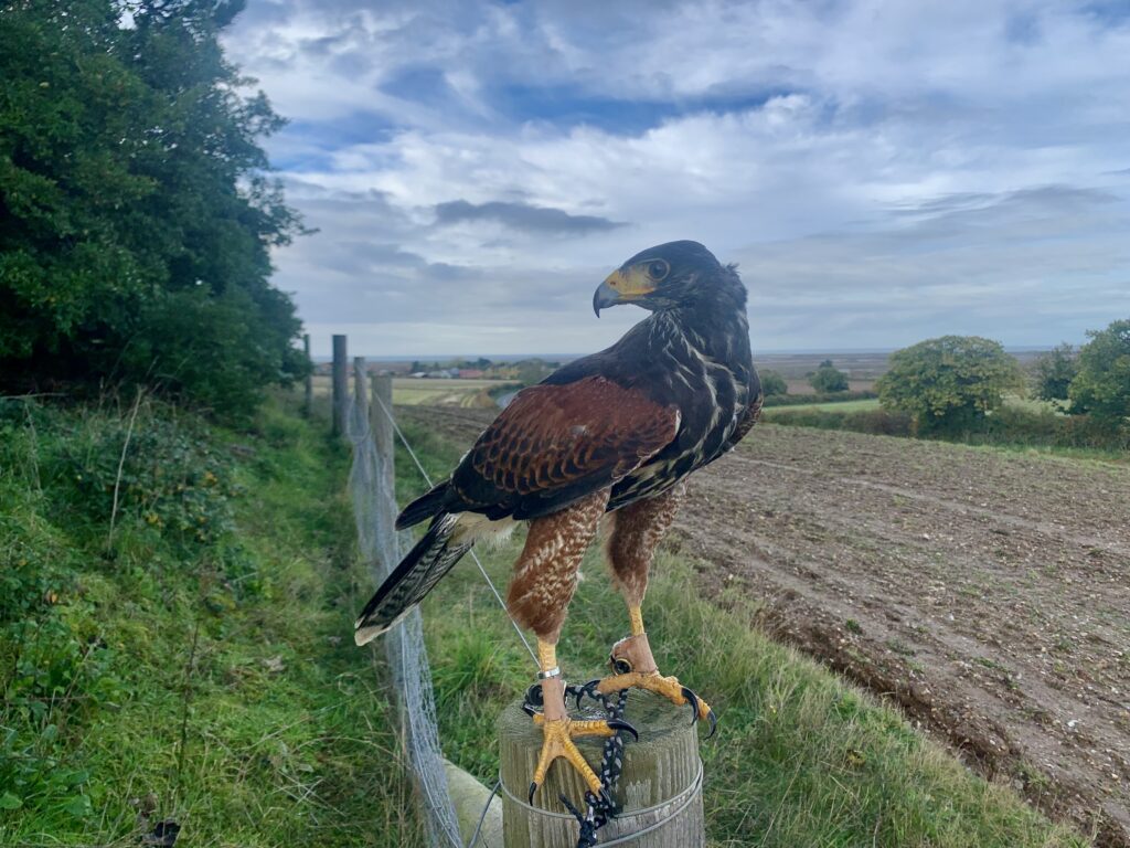 Kevin the female Harris Hawk at Deepdale Farm