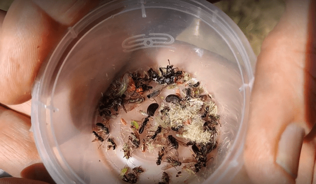 Collecting species as part of the invertebrate survey at Deepdale Farm