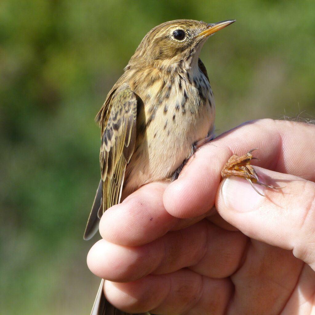 Meadow pipit