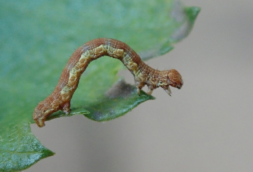 Mottled Umber larva