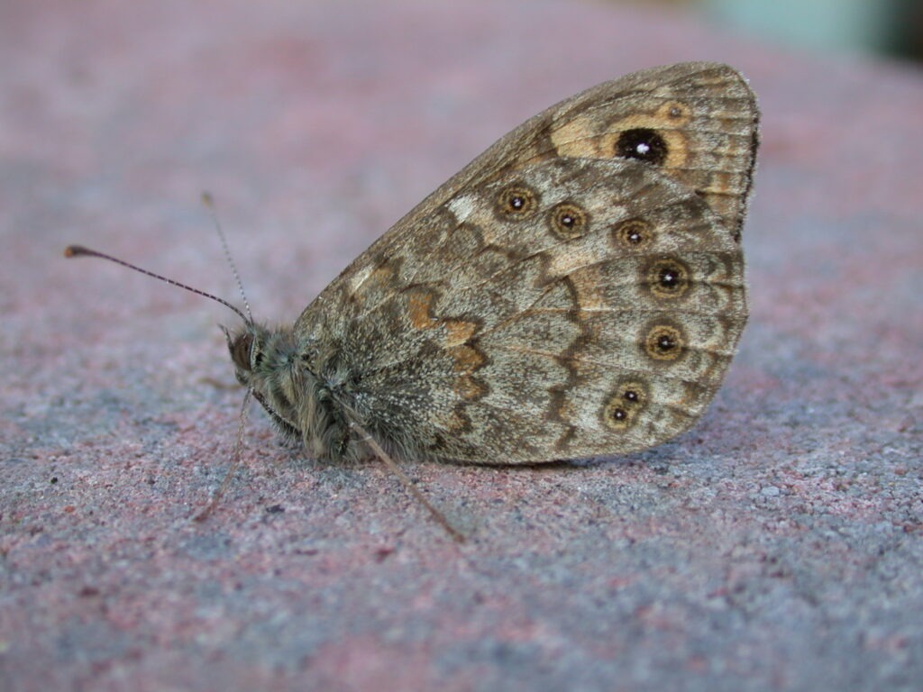 Wall Brown