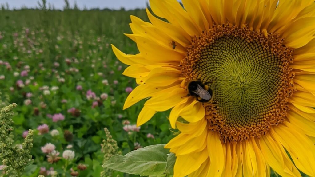 A bee on a flower