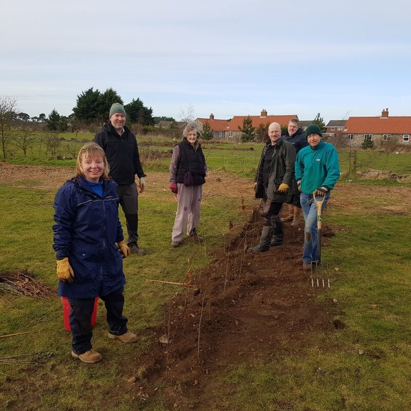 Volunteer with conservation projects such as planting hedges